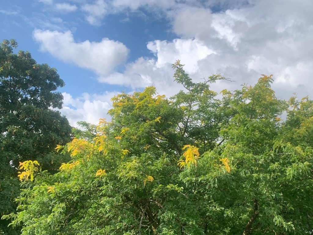 Lughnasadh’s medicine of&nbsp;Gratitude